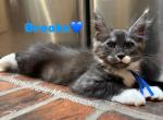 Brooks - Maine Coon Kitten For Sale - Rogersville&comma; MO&comma; US