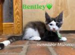 Bentley - Maine Coon Kitten For Sale - Rogersville&comma; MO&comma; US