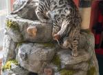Bogus Benson - Bengal Cat For Sale - 