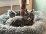 Jessie & Jelly Bean - Maine Coon Cat For Sale - Newberg&comma; OR&comma; US