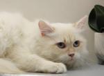 YoMoyo of RomanovCats - Siberian Cat For Sale - Ashburn&comma; VA&comma; US