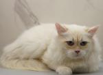 YoMoyo of RomanovCats - Siberian Cat For Sale - Ashburn&comma; VA&comma; US