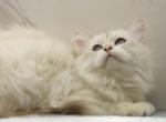 Yaga of RomanovCats - Siberian Cat For Sale - Ashburn&comma; VA&comma; US