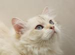 Yaga of RomanovCats - Siberian Cat For Sale - 