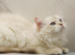Yaga of RomanovCats - Siberian Cat For Sale - 