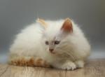 Mecca of RomanovCats - Siberian Kitten For Sale - Ashburn&comma; VA&comma; US