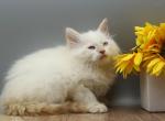 Mecca of RomanovCats - Siberian Kitten For Sale - Ashburn&comma; VA&comma; US