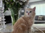 Milo - Maine Coon Kitten For Sale - 