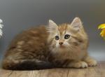 Nolan of RomanovCats - Siberian Kitten For Sale - Ashburn&comma; VA&comma; US