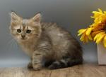 Naga of RomanovCats - Siberian Kitten For Sale - Ashburn&comma; VA&comma; US