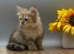 Naga of RomanovCats - Siberian Kitten For Sale - Ashburn&comma; VA&comma; US