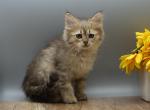 Naga of RomanovCats - Siberian Kitten For Sale - Ashburn&comma; VA&comma; US