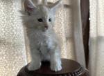 Mack of Donnelly - Maine Coon Kitten For Sale - Port Clinton&comma; OH&comma; US