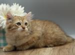 Nordic of RomanovCats - Siberian Kitten For Sale - Ashburn&comma; VA&comma; US