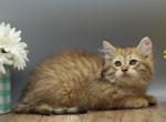 Nordic of RomanovCats - Siberian Kitten For Sale - Ashburn&comma; VA&comma; US