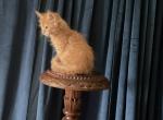 Nikki of Donnelly - Maine Coon Kitten For Sale - Port Clinton&comma; OH&comma; US