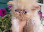 Miss Fancy Flames - Persian Kitten For Sale - 