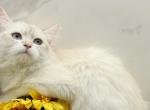 Fortune of  RomanovCats - Siberian Kitten For Sale - Ashburn&comma; VA&comma; US