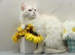 Fortune of  RomanovCats - Siberian Kitten For Sale - Ashburn&comma; VA&comma; US