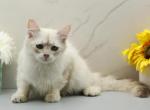 Feather of RomanovCats - Siberian Kitten For Sale - Ashburn&comma; VA&comma; US