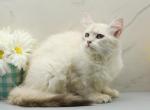 Feather of RomanovCats - Siberian Kitten For Sale - Ashburn&comma; VA&comma; US
