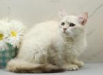 Feather of RomanovCats - Siberian Kitten For Sale - Ashburn&comma; VA&comma; US