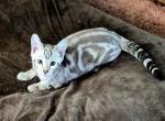 Kaine - Bengal Kitten For Sale - 