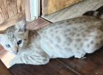 Samari - Bengal Kitten For Sale - 