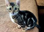 Zariah - Bengal Kitten For Sale - 