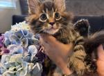 Cosmo - Maine Coon Kitten For Adoption - 