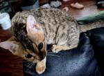 Zadi - Bengal Kitten For Sale - 