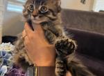 Nova - Maine Coon Kitten For Sale - Sacramento&comma; CA&comma; US