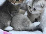 Cookie - Scottish Straight Kitten For Sale - Brentwood&comma; CA&comma; US