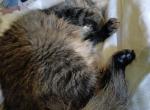 Niko - American Longhair Cat For Adoption - Little Canada&comma; MN&comma; US