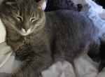Nala - Domestic Cat For Sale - Little Canada&comma; MN&comma; US