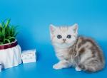 Matt - British Shorthair Kitten For Sale - Grayslake&comma; IL&comma; US