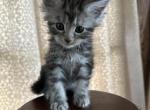 Tilly of Donnelly - Maine Coon Kitten For Sale - Port Clinton&comma; OH&comma; US