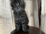 Miquel of Donnelly - Maine Coon Kitten For Sale - Port Clinton&comma; OH&comma; US