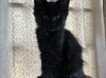 Sienna of Donnelly - Maine Coon Kitten For Sale - 