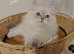 Kristabell&iecy; - Siberian Kitten For Sale - Tallahassee&comma; FL&comma; US