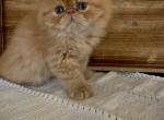 Exotics looking for loving home - Exotic Kitten For Sale - Harrisburg&comma; PA&comma; US