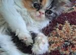 MADELYNN - Persian Kitten For Sale - 