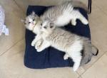 Gaston - Ragdoll Kitten For Sale - San Diego&comma; CA&comma; US