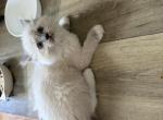 Lovebug - Ragdoll Kitten For Sale - San Diego&comma; CA&comma; US
