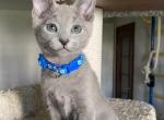 Dominik - Russian Blue Kitten For Sale - Pembroke Pines&comma; FL&comma; US