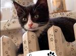 Luna - Domestic Kitten For Sale - Union City&comma; NJ&comma; US