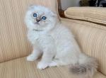 Scottish Fold Seal Point Male - Scottish Fold Kitten For Sale - 
