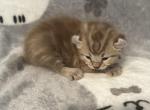 Highlander kity1a - Highlander Kitten For Sale - Goshen&comma; AL&comma; US