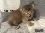 Highlander kity2a - Highlander Kitten For Sale - Goshen&comma; AL&comma; US