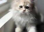 Burberry fluffy - British Shorthair Cat For Sale - Matthews&comma; NC&comma; US